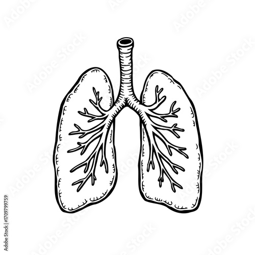 Human lungs anatomical illustration artwork displays respiratory system graphic for educational or