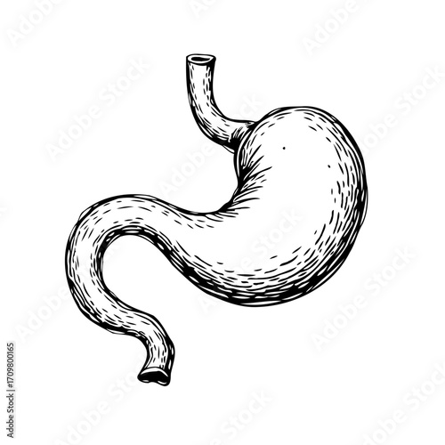 Illustration featuring human stomach detailed anatomical drawing for educational medical or