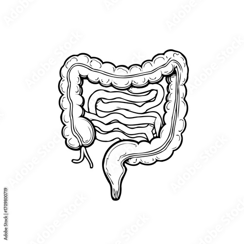 Illustration of human colon anatomy highlighting its intricate structure and biological function