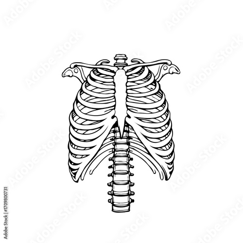 Illustration of skeletal thoracic cage showcases anatomical accuracy ideal for educational