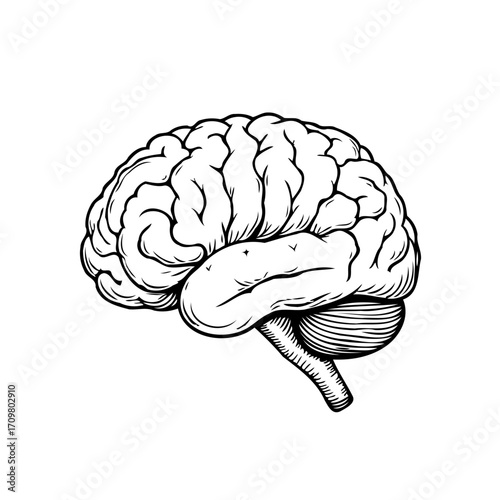 Intricate brain illustration depicting intelligence cognitive function thought process memory and