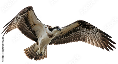 Foto Isolated Osprey flying with wings spread, detailed wildlife shot against a plain