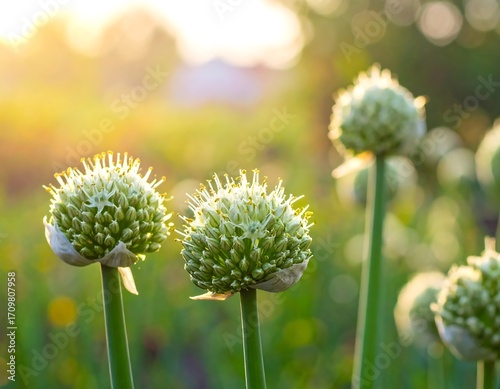 Golden hour blooming onion blossoms shining in a vibrant outdoor scene