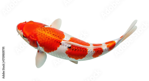 Cuadro en lienzo Isolated koi fish, beautiful Japanese carp with striking red and white patterns,