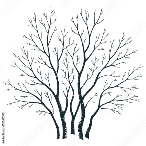 Bare winter tree branches silhouette detailed outline organic nature element