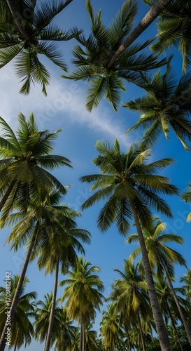 Wallpaper Mural Cinematic wide-angle photograph of coconut palm trees reaching up into a bright blue sky with gentle white clouds, dramatic perspective Torontodigital.ca