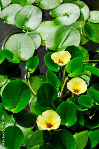 blossoming lotus flowers