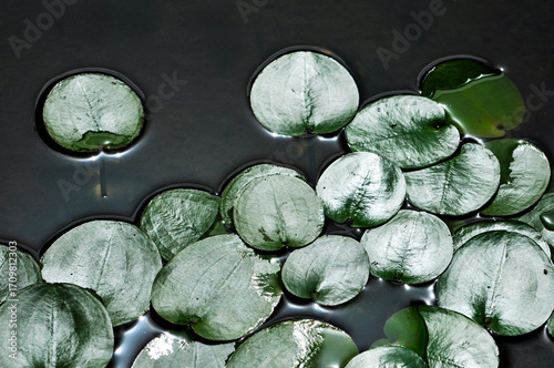 blossoming lotus flowers