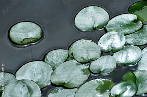 blossoming lotus flowers