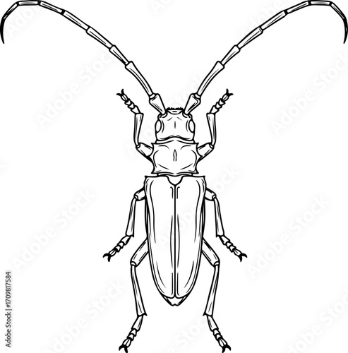 Vector art of line drawing of a longhorn beetle