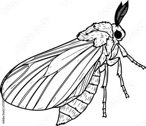 Vector art of moth insect drawing
