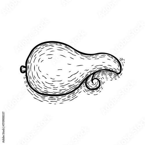 Stylized gourd drawing a single line hand drawn vector with curled stem is isolated illustration