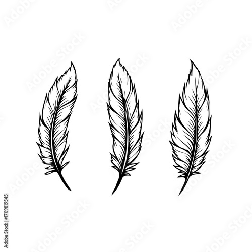Three delicately sketched feathers illustrating lightness and whimsical natural design in black