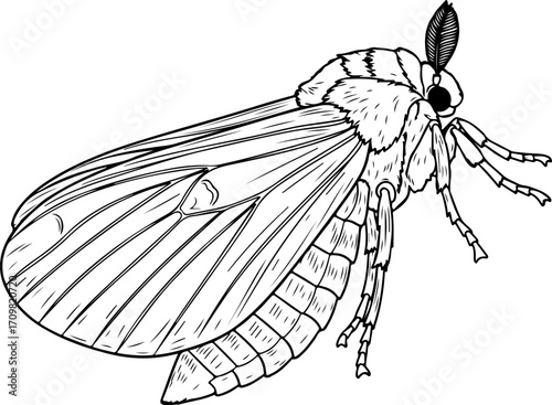 Vector art of black and white illustration of a moth