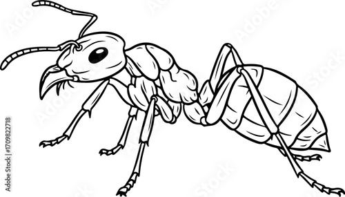 Vector art of black and white line drawing of an ant