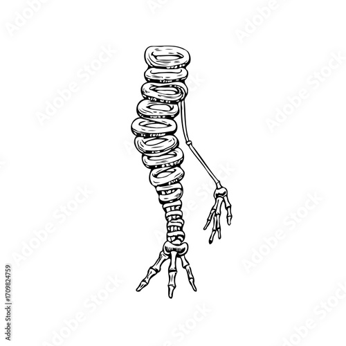 Whimsical Skeletal Structure with Donut-Shaped Vertebrae: A Unique Anatomical Fantasy and Unusual