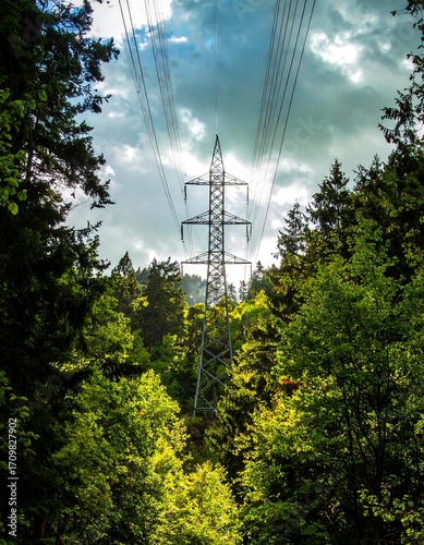 Power lines pierce a dense forest