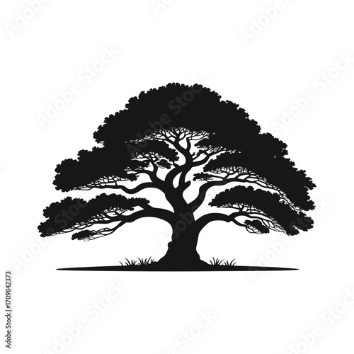 Majestic silhouette of a mature oak tree with broad canopy and detailed branches isolated