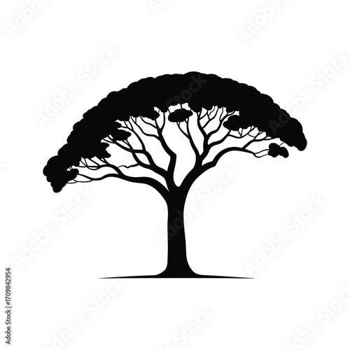Silhouette of a broad crowned acacia tree with detailed branches and foliage against a white backdrop