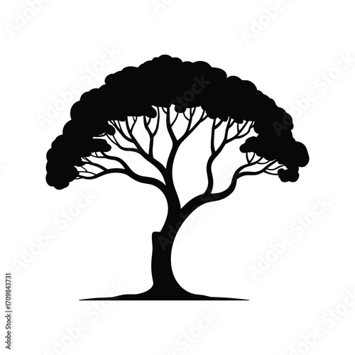 Silhouette of a majestic mature tree with lush foliage and branching structure