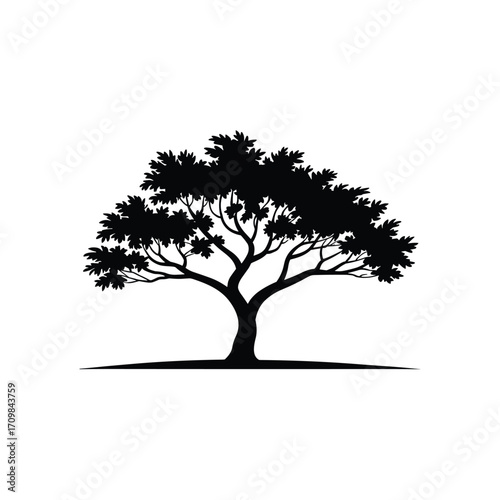 Silhouette of a majestic deciduous tree with spreading branches and leafy canopy