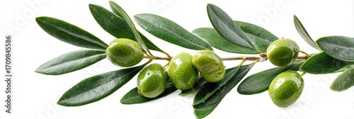 Wallpaper Mural Olive branch with green olives and leaves Torontodigital.ca