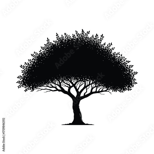 Silhouette of a magnificent spreading deciduous tree with intricate branches and dense foliage isolated on white