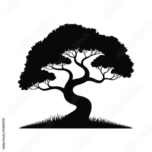 Silhouette of a majestic bonsai tree with lush foliage and ground cover