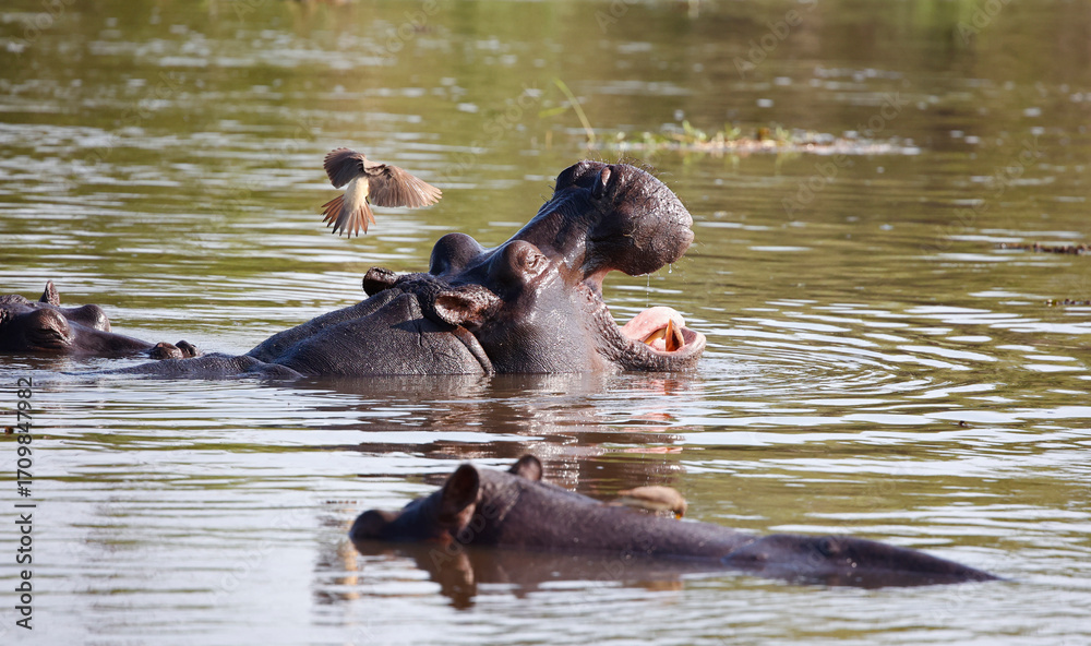Fototapeta premium Hippos in Botswana