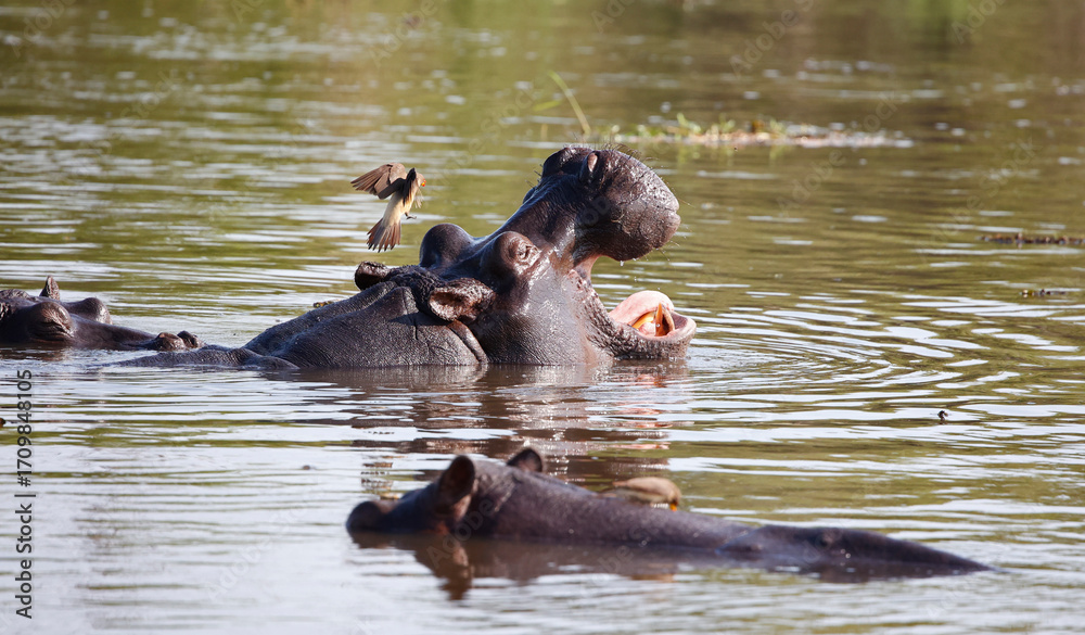 Fototapeta premium Hippos in Botswana