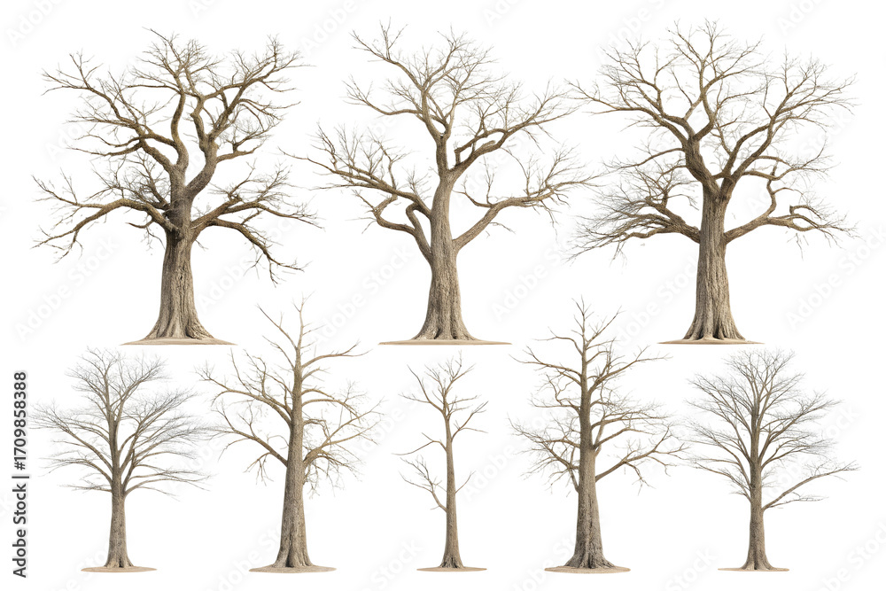 Obraz premium Collection of ten bare winter trees with frost on branches isolated on transparent background