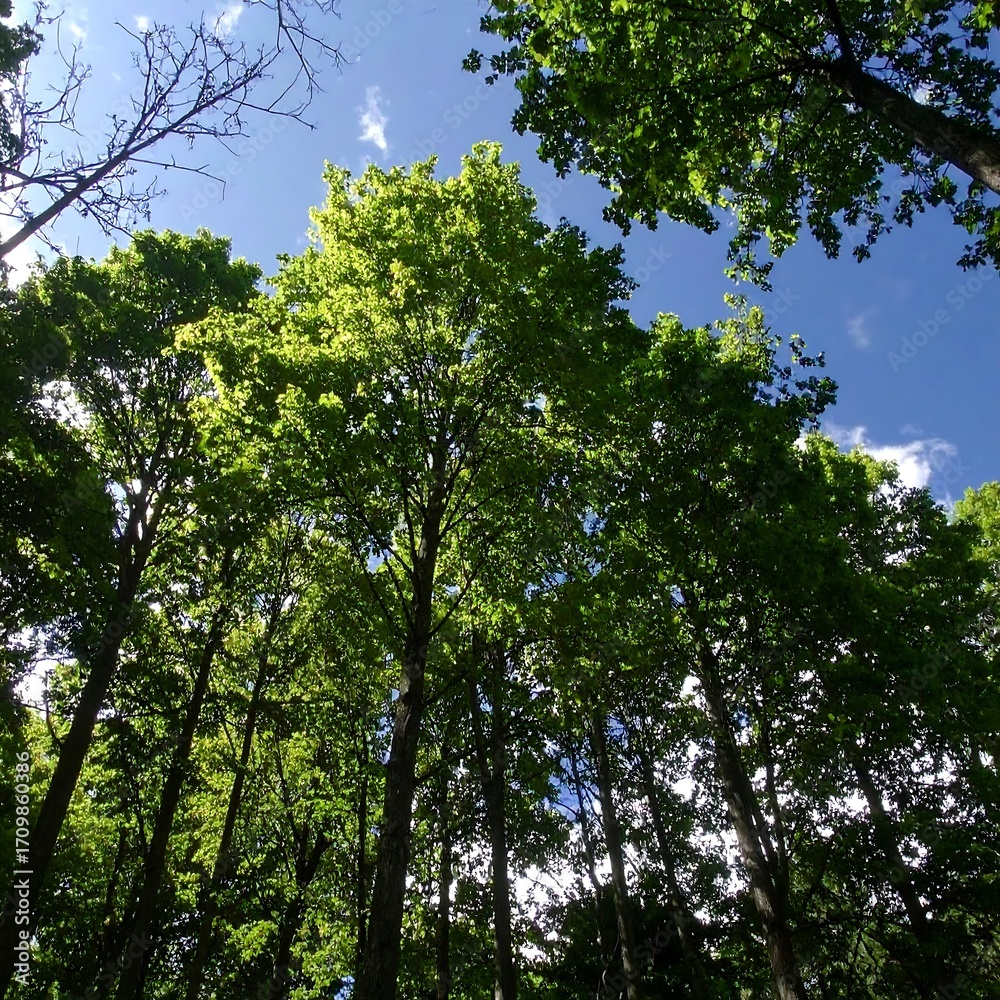 Obraz premium Lush forest canopy, sunlight filtering through