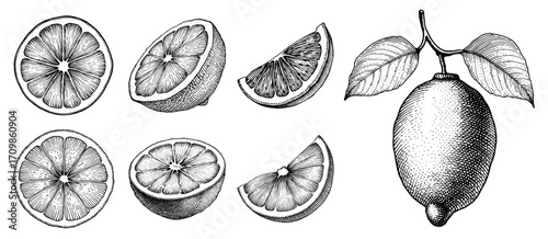 Detailed engraving of lemons and limes in black and white