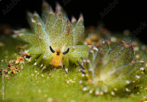 Bild auf Leinwand Costasiella kuroshimae; shaun the sheep or leaf nudibranch