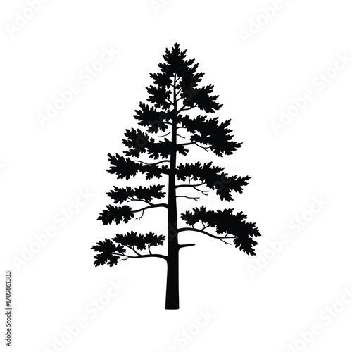 Tall evergreen pine tree silhouette full body natural forest woodland botanical element