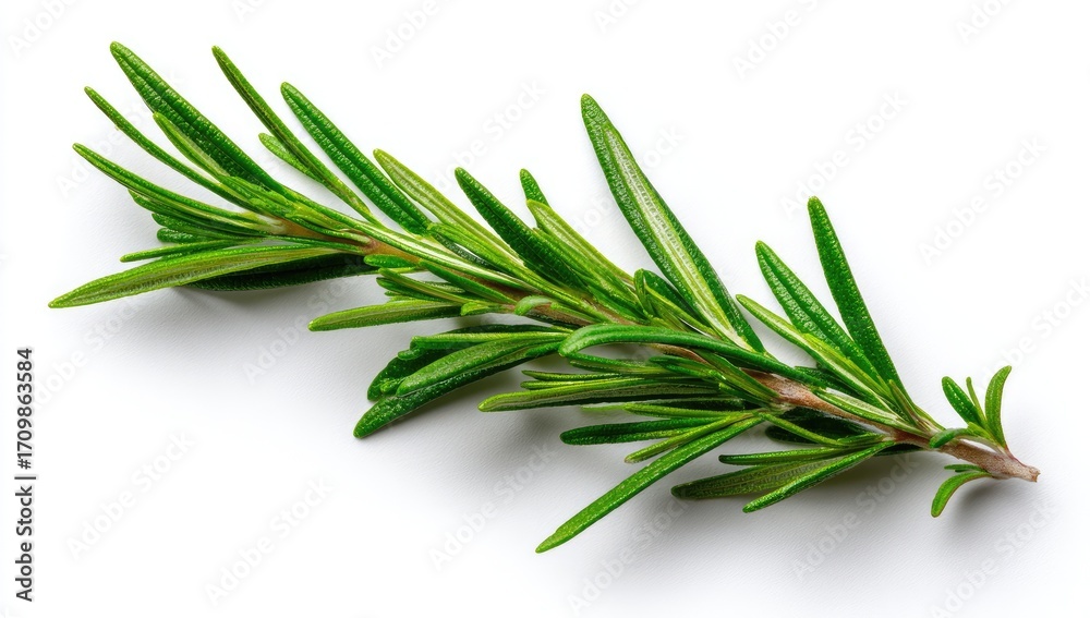 Fototapeta premium Fresh rosemary sprig, vibrant green, isolated (1)