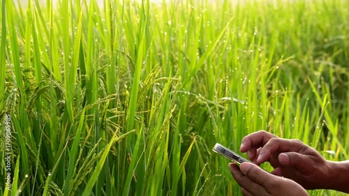 Farmers use mobile phone to collect data and research rice plants in the mountain fields in order to obtain good and large yields. agricultural technology.