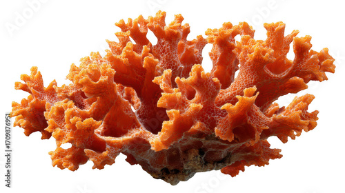 A close up shot of an orange coral formation against a black background in a studio setting