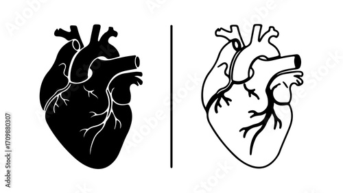 Anatomical Heart Silhouette and Outline Illustration.