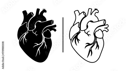 Anatomical human heart illustrations in silhouette and line art style.