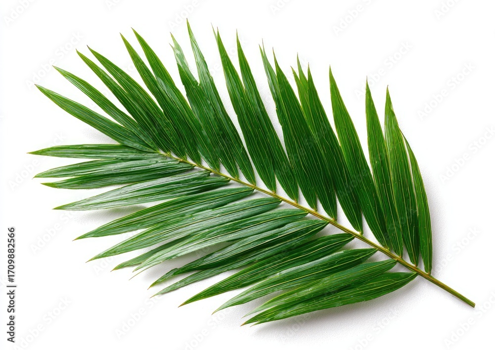 Obraz premium Close-up of a vibrant green palm frond (2)