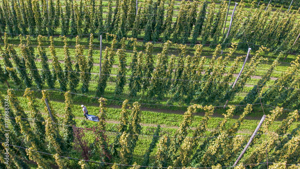 Fototapeta premium Bavarian Farmers Hop Field work with truck view from drone view