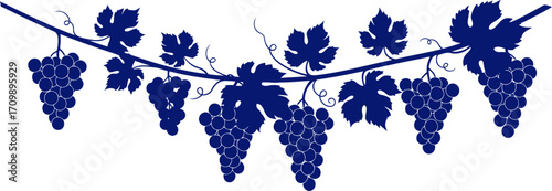 midnight blue grapevine abundant harvest, silhouette, wine design, isolated on transparent background