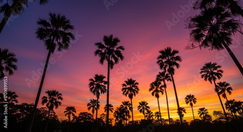Silhouette Palm Trees at Vibrant Sunset