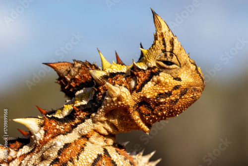 Photography Australian Thorny Devil or Moloch Lizard