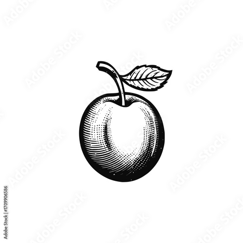 Isolated fruit on white background. Abstract plum vector