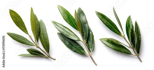 Three sprigs of fresh, vibrant green olive leaves arranged horizontally on a plain white background