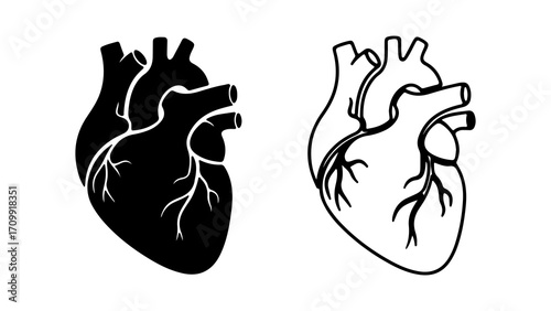 Detailed anatomical illustration of a human heart in black and white perfect for medical education.