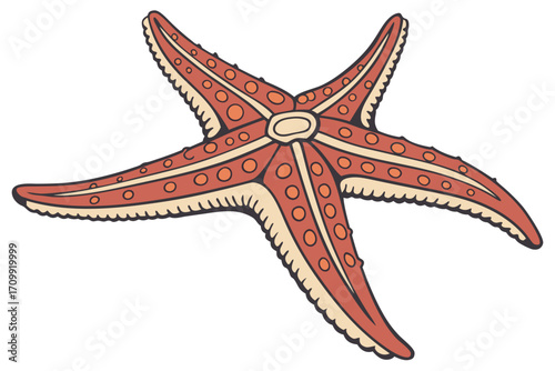 red sea star