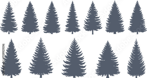 set of silhouettes of trees. pine trees isolated images. spruce tree illustration for winter christmas.